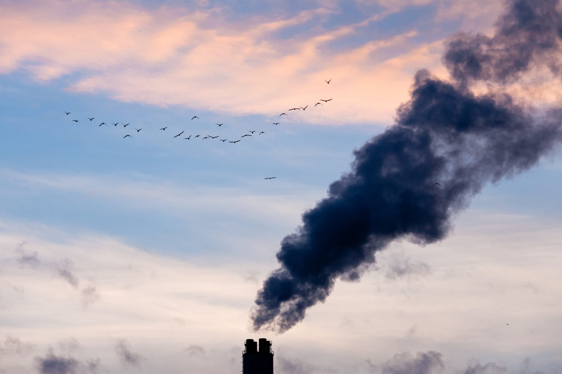 A flock of birds fly past smokestack chimneys belching black smoke and pollutants in blue evening sky.